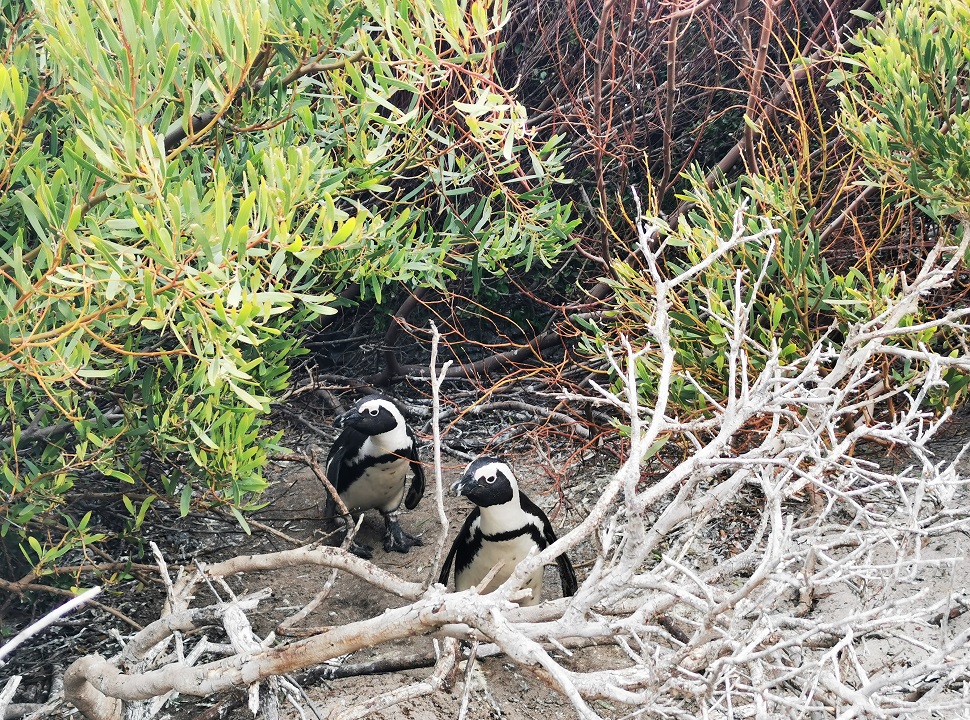 Pingwiny w Betty’s Bay